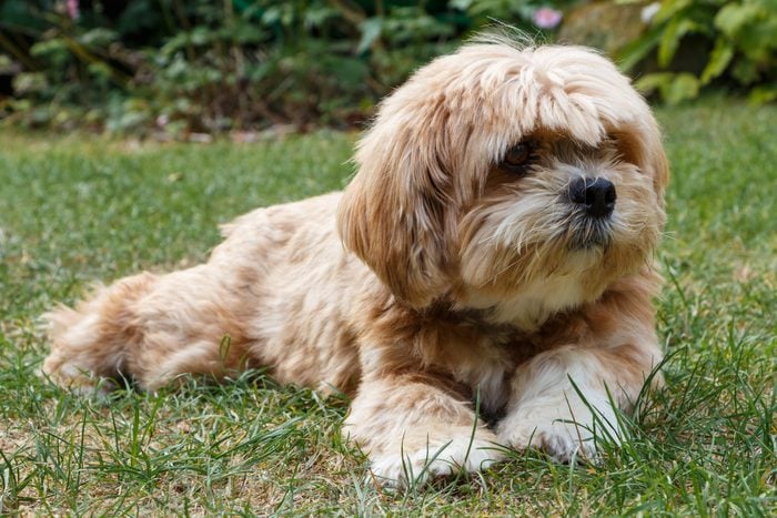 Lhasa apso sitting in the grass