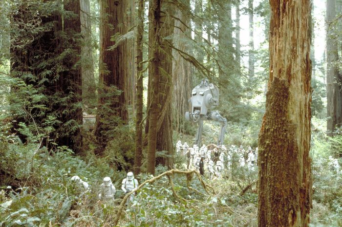 Northern California Redwoods Star wars