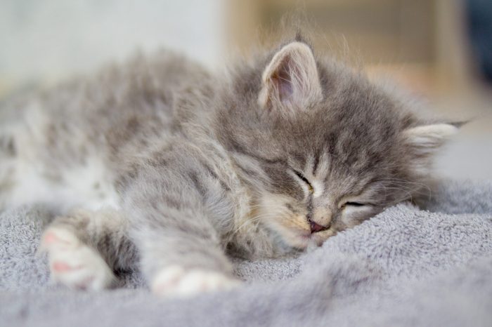 Little fluffy Grey Persian Maine coon kitten lies and sleeps on a gray pillow . Newborn kitten, domestic Kid animals and cats concept.