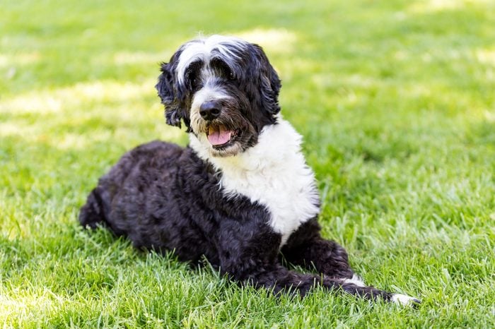 Portuguese Water Dog sitting in grass. A wavy coat portie leans over at the viewer.