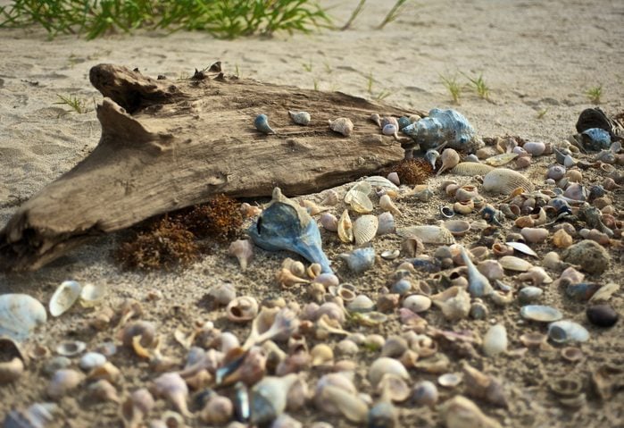 shells on driftwood louisiana 