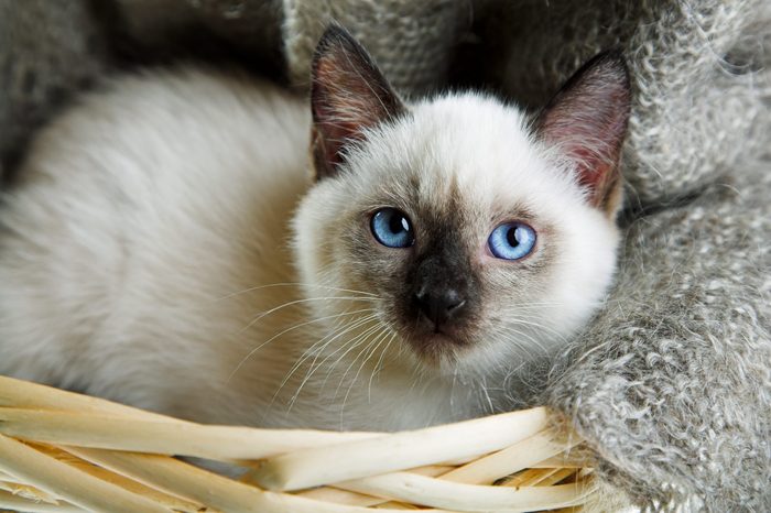 Siamese cat lying in the bast basket