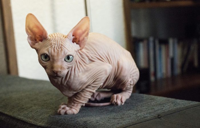 Sphynx cat naked standing at the sofa looking at camera