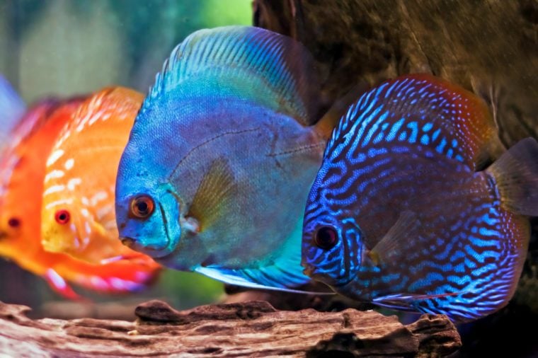 colorful fish from the spieces Symphysodon discus