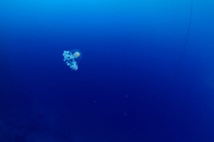 Turritopsis nutricula Turritopsis dohrnii Oceania O. armata immortal underwater 