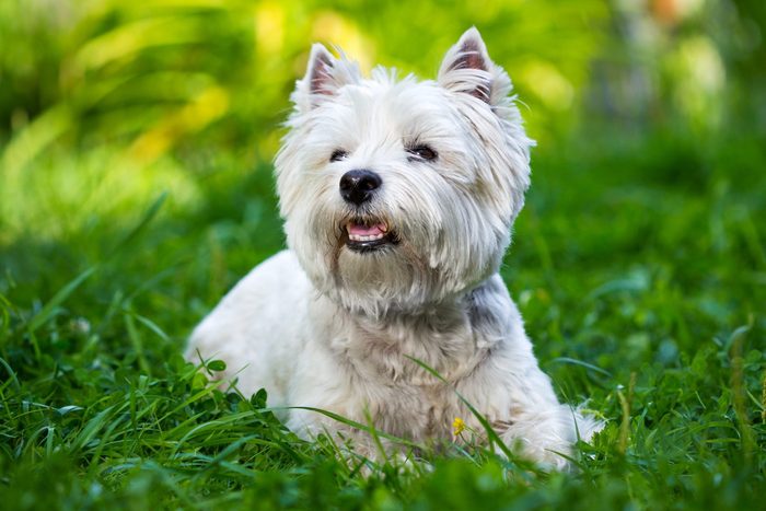West Highland White Terrier lies in green grass