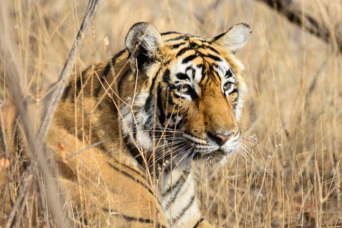 Wild Bengal Tiger (Panthera Tigris Tigris) hiding to catch her Prey, Ranthambore national park, India