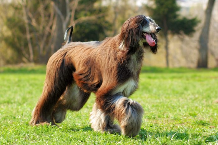 Afghan hound walking in the grass