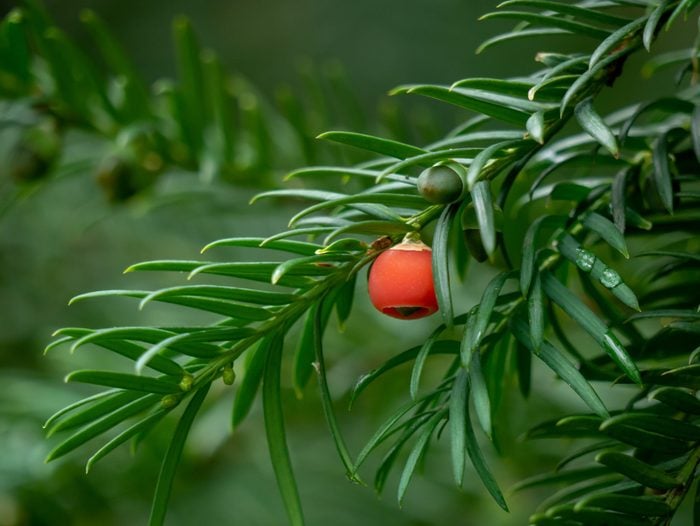 Taxus baccata closeup. Conifer needles and fruits. Green branches of yew tree with red berries (Taxus baccata, English yew, European yew). Green coniferous.