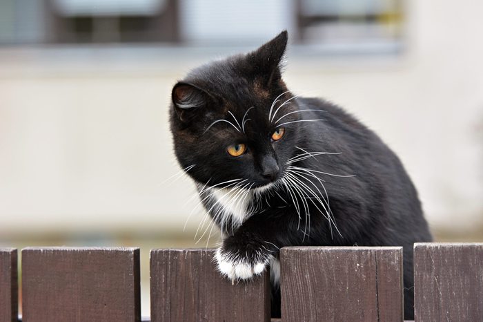 Black cat outdoors