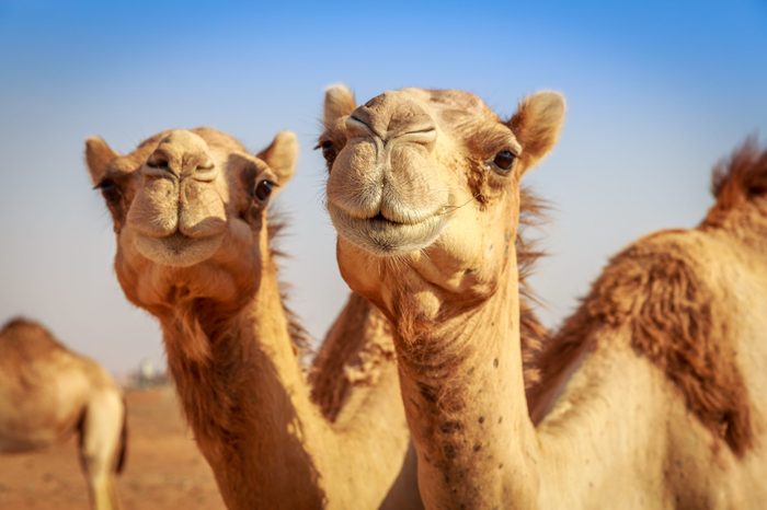 Camels in Arabia, wildlife