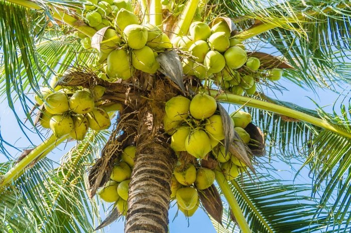 Coconut palm tree on sky background