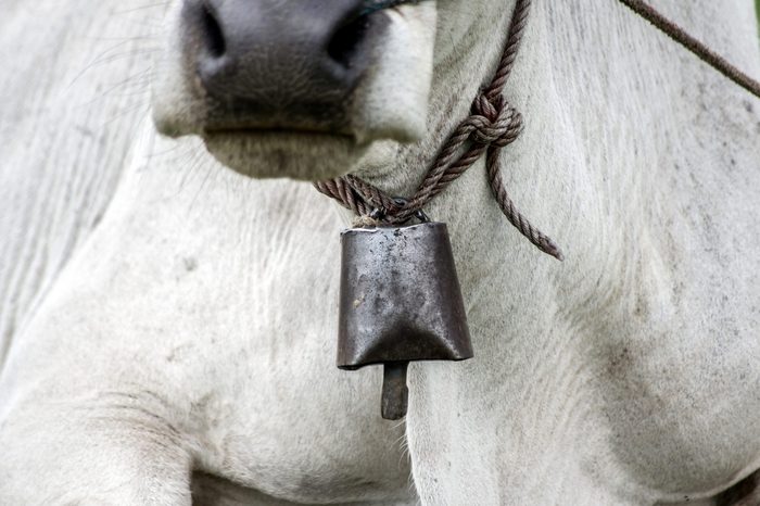 bell on neck of cow