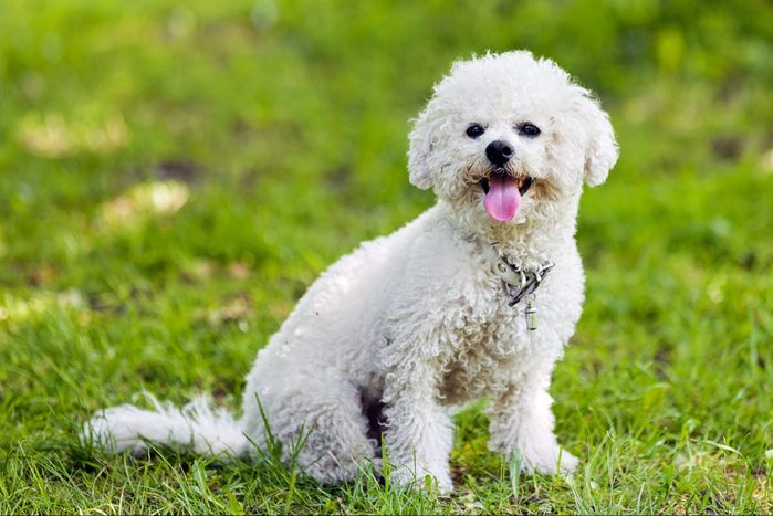 Bichon frise sitting in the grass