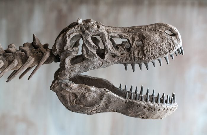 Tyrannosaurus rex skull.Close up of Giant Dinosaur : T-rex skeleton