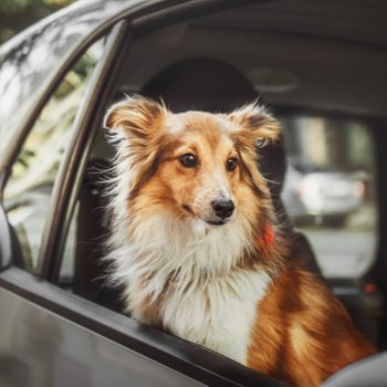 Two dogs at the car. German shephered dog and Shetland Sheepdog inside the car