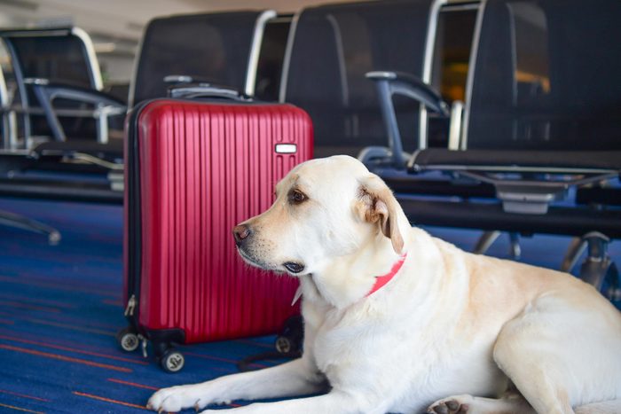 labrador Dog With red Suitcase In Airport