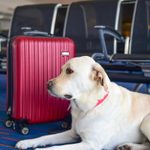 The 10 Best Airlines to Fly with Your Pets
