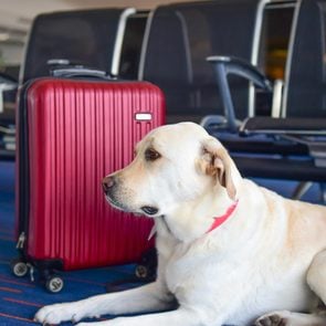 labrador Dog With red Suitcase In Airport