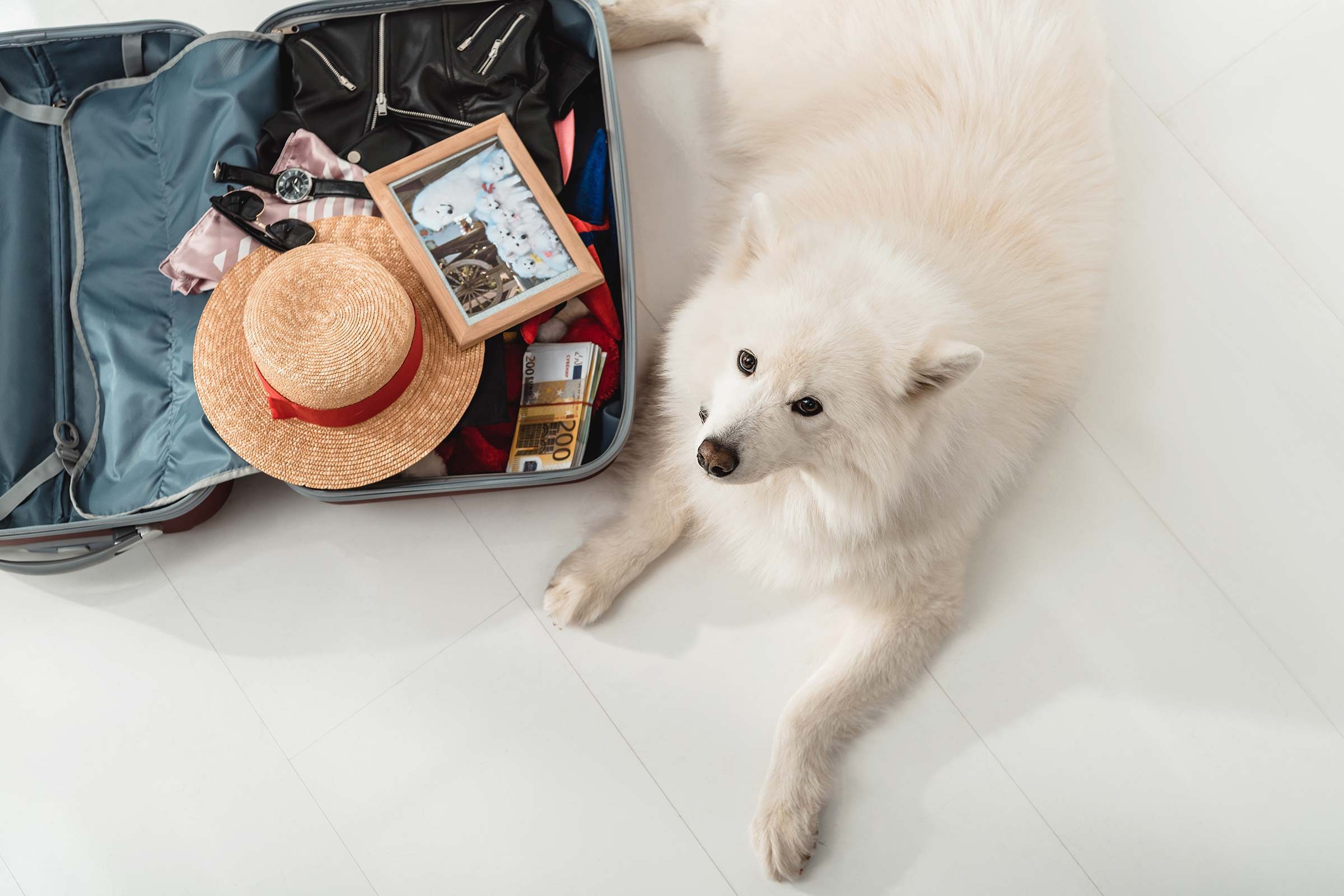 best airlines for dogs international