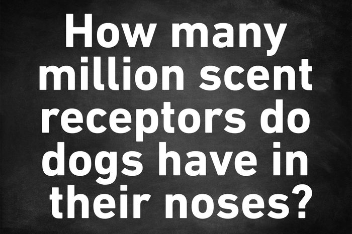 genius trivia dog noses