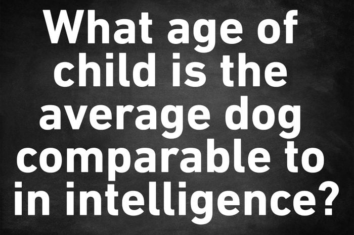 genius trivia question dog child intelligence