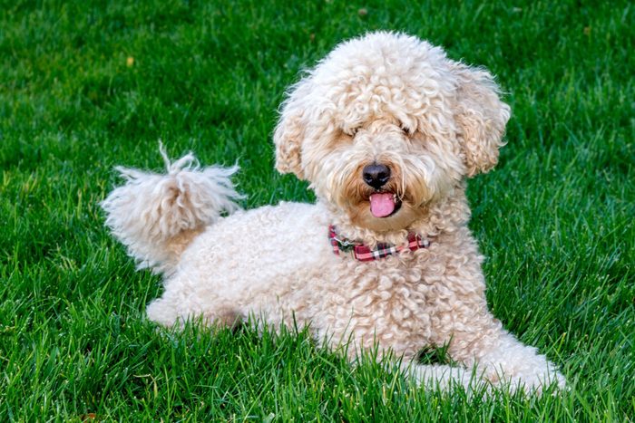 Goldendoodle Poodle mixe dog sitting on grass field. The Goldendoodle is a mix hybrid breed between a poodle and a golden retriever