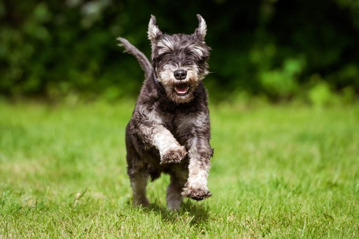 happy miniature schnauzer dog running outdoors