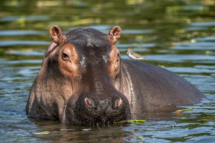 The common hippopotamus in the water. Africa
