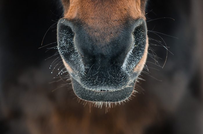 horses nostrils blowing steam