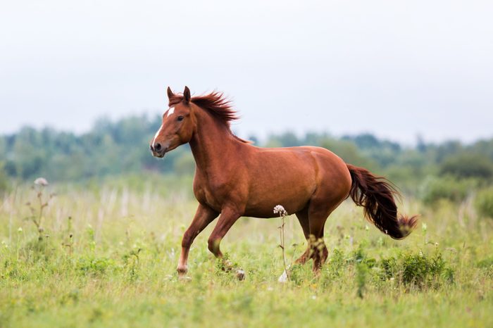 chestnut horse runs gallop on a spring, summer field