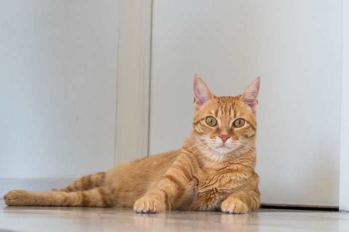 Cute Ginger Cat lays on floor. White Background.