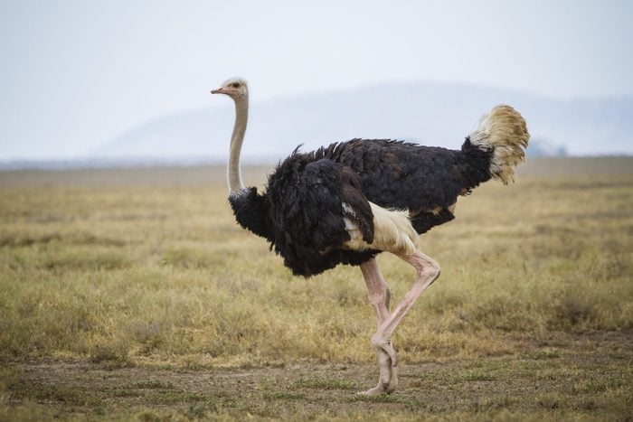 Running ostrich - Serengeti National park - Tanzania