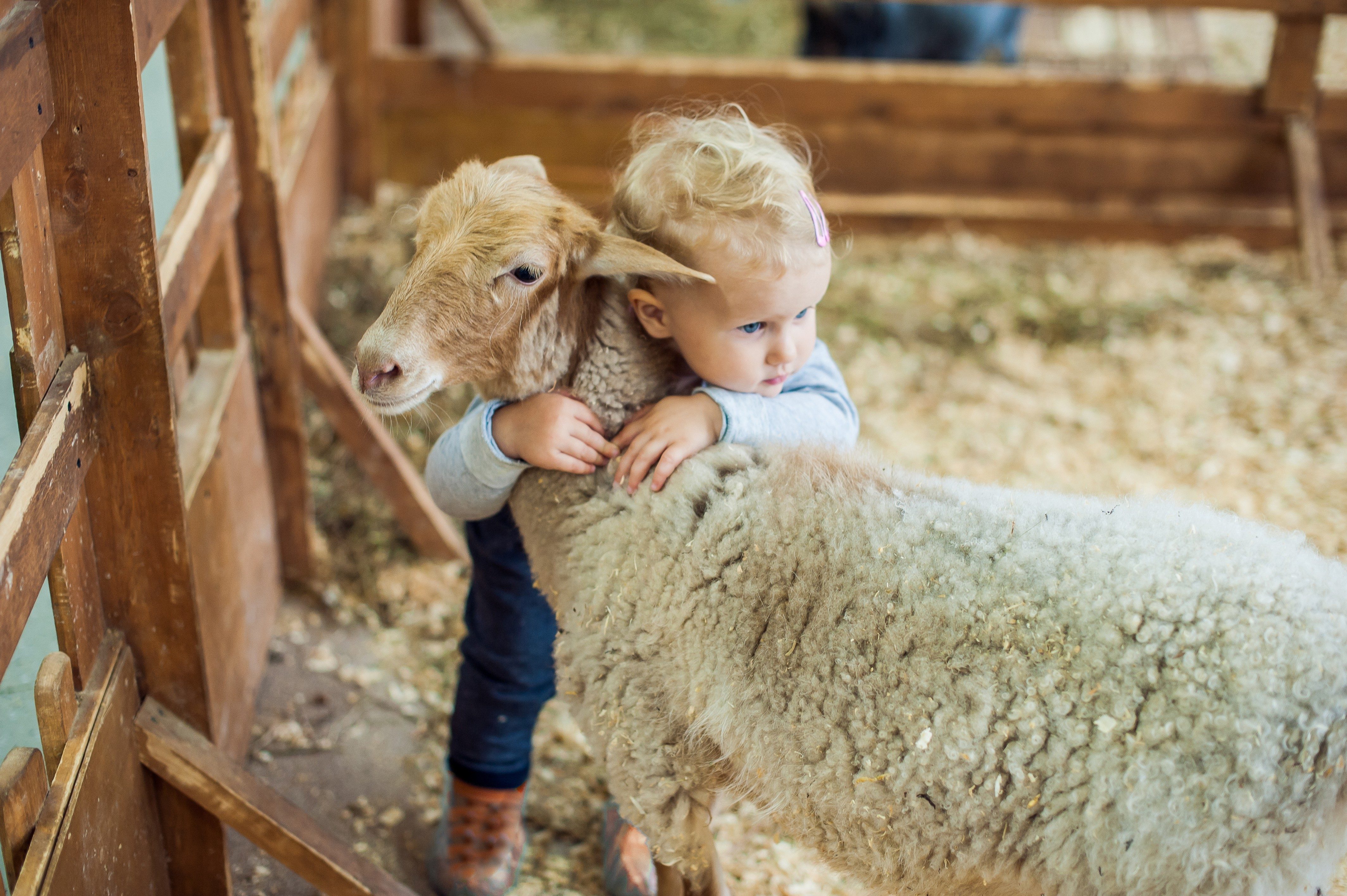 The Hidden Health Danger at Petting Zoos | Reader's Digest