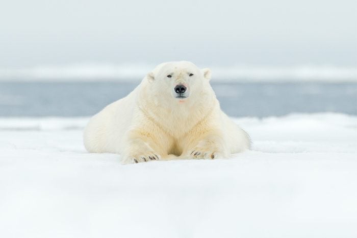 Polar bear on drift ice edge with snow and water in Svalbard sea. White big animal in the nature habitat, Europe. Wildlife scene from nature. Dangerous bear lying on the ice, Arctic Norway. 