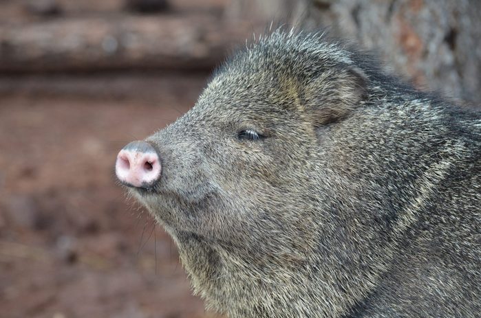 Adorable close up photo of the face of a javerline pig 