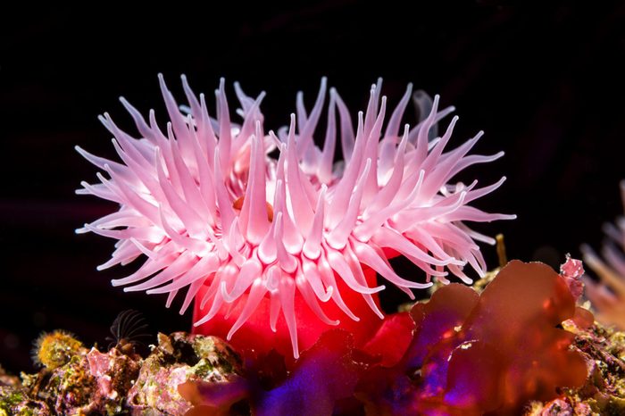 A red sea anemone attached to a reef has its tentacles extended to catch food as the microscopic plankton drift by with the water movement.