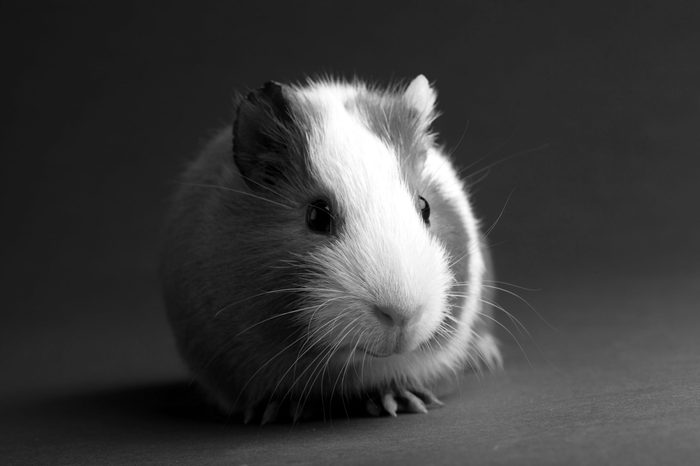 brown guinea pig on grey backgrounds