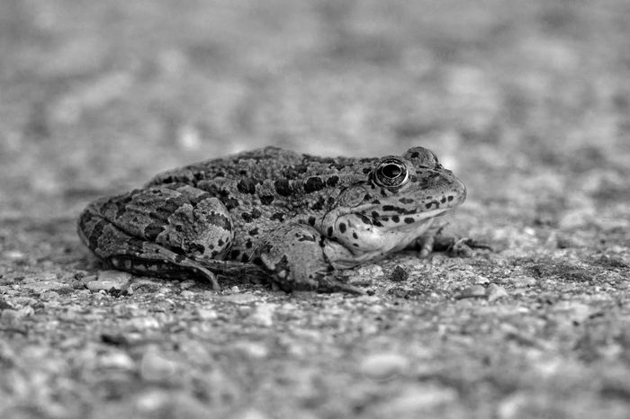 Marsh Frog (Pelophylax ridibundus) sitting on a road near Danube river, Slovakia