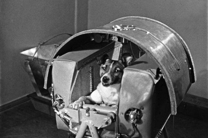 VARIOUS Laika, the first dog in space, in the sputnik 2 capsule.