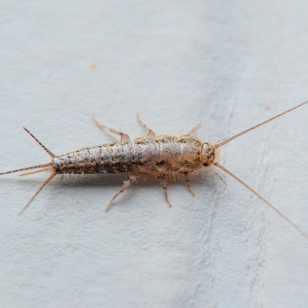 List 94+ Images show me a picture of silverfish Latest