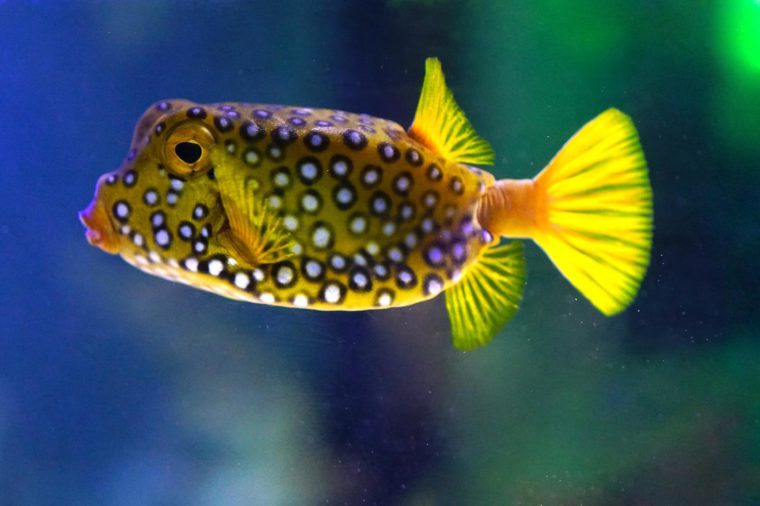 Underwater view of a spotted yellow boxfish (Ostracion Cubicus)