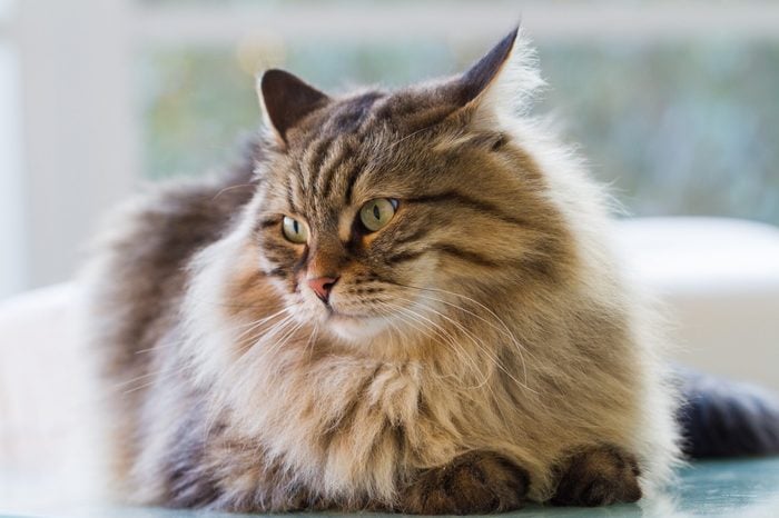 Gorgeous fur cat of siberian breed in a garden,long haired hypoallergenic pet