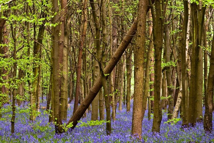 Bluebells in Whippendell Woods located in Watford, Hertfordshire.