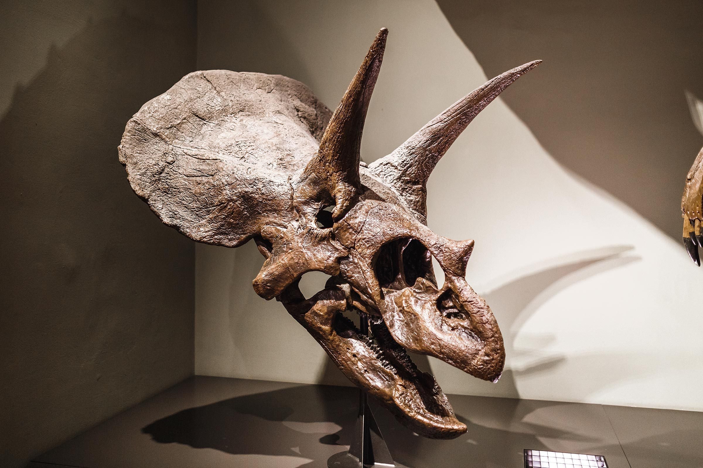 Things That Could Happen If Dinosaurs Were Still Alive | Reader's Digest