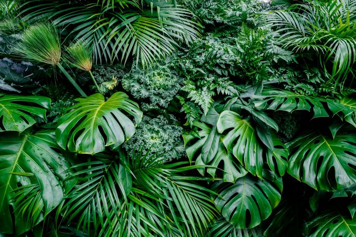 Tropical green leaves background, fern, palm and Monstera Deliciosa leaf on wall with dark toning, floral jungle pattern concept background, close up
