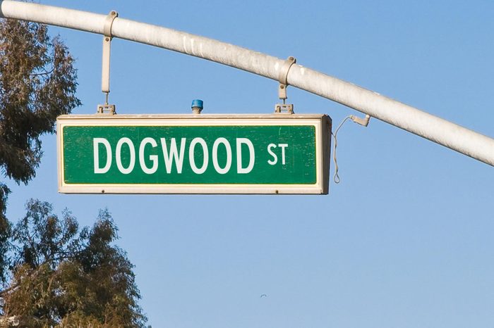 dogwood street