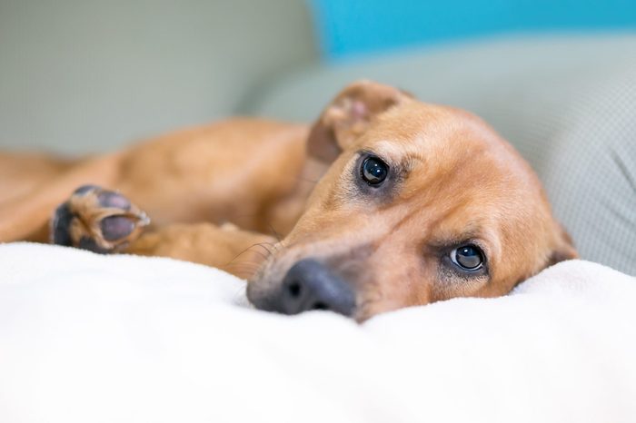 A brown mixed breed dog with a sad expression lying on a couch