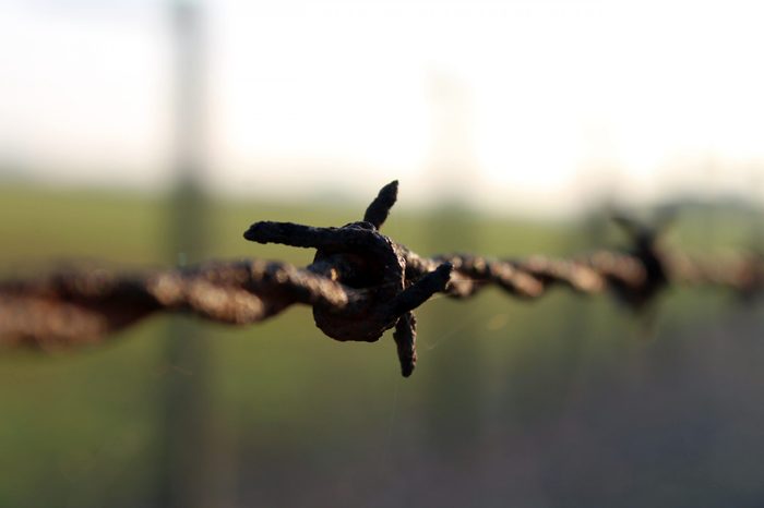 A close-up of the barbed wire in the fence surrounding the grounds of the Majdanek concentration and extermination camp on the outskirts of Lublin, Poland.