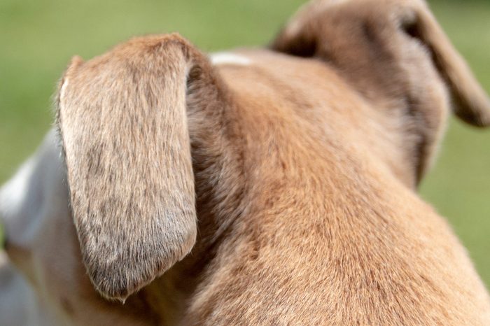 A close up view of the side of an small dogs head that is looking into the distance on the garden 